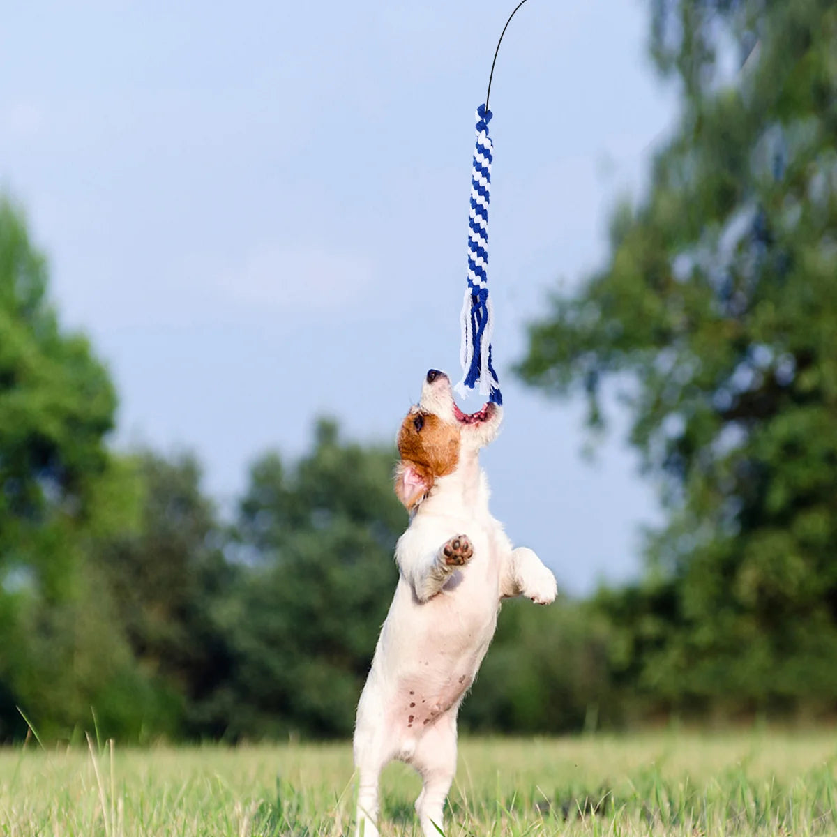 UEETEK Bâton interactif rétractable pour chien - Poteau de flirt extensible - Teaser et exercice de queue amusant pour animaux de compagnie (noir, taille L)