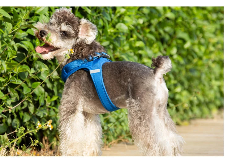 Portabebés para perros pequeños, hebilla en D de aluminio, gancho para caminar y bucle, accesorios portátiles para ponerse y quitarse