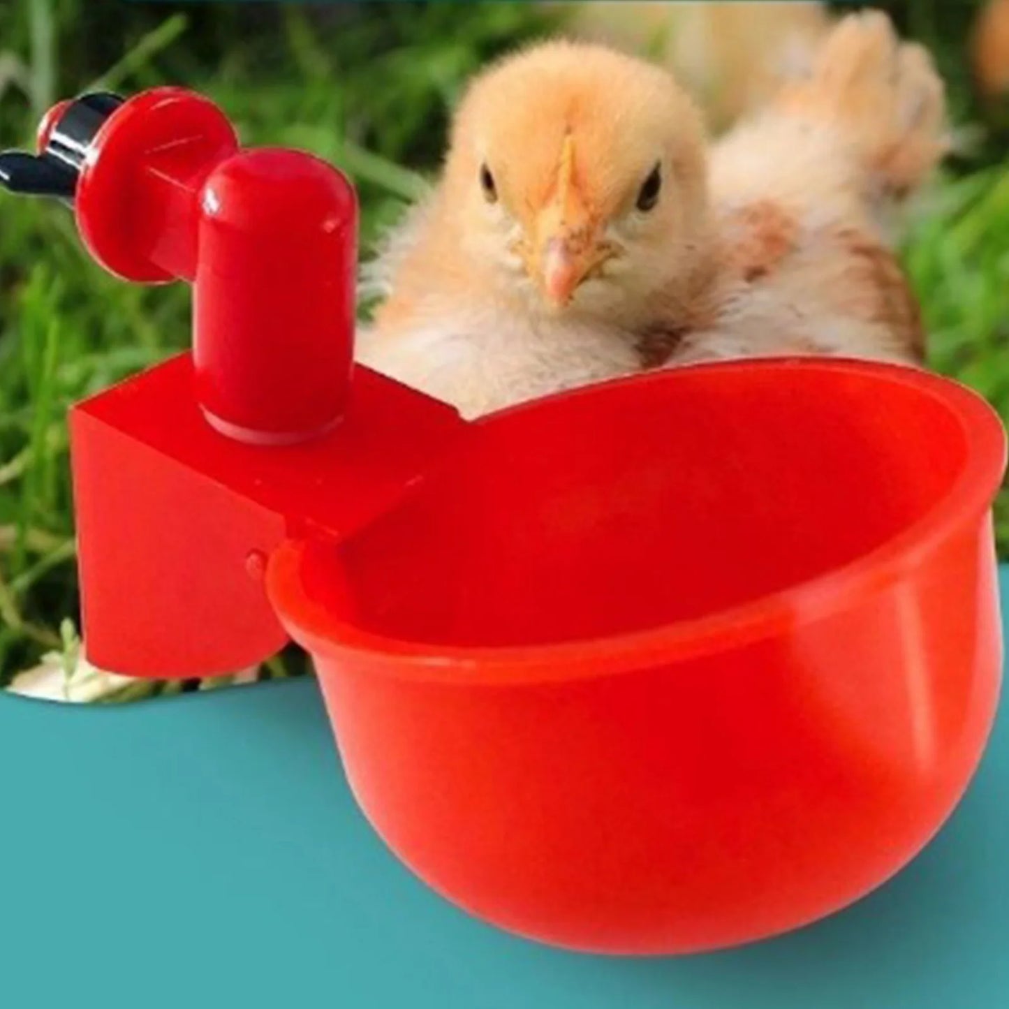 Gobelet à boire automatique en plastique pour poulet et canard, 6 à 36 pièces, mangeoire pour poulet, pour ferme de volaille, gobelets d'eau, Installation facile