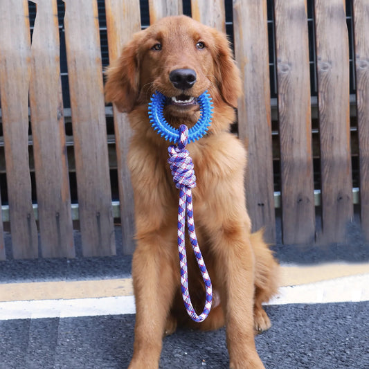 Supet Entrenamiento Interactivo Anillo de Juguete para Mascotas Anillo con Púas Limpieza de Dientes de Perro Suministros para Mascotas