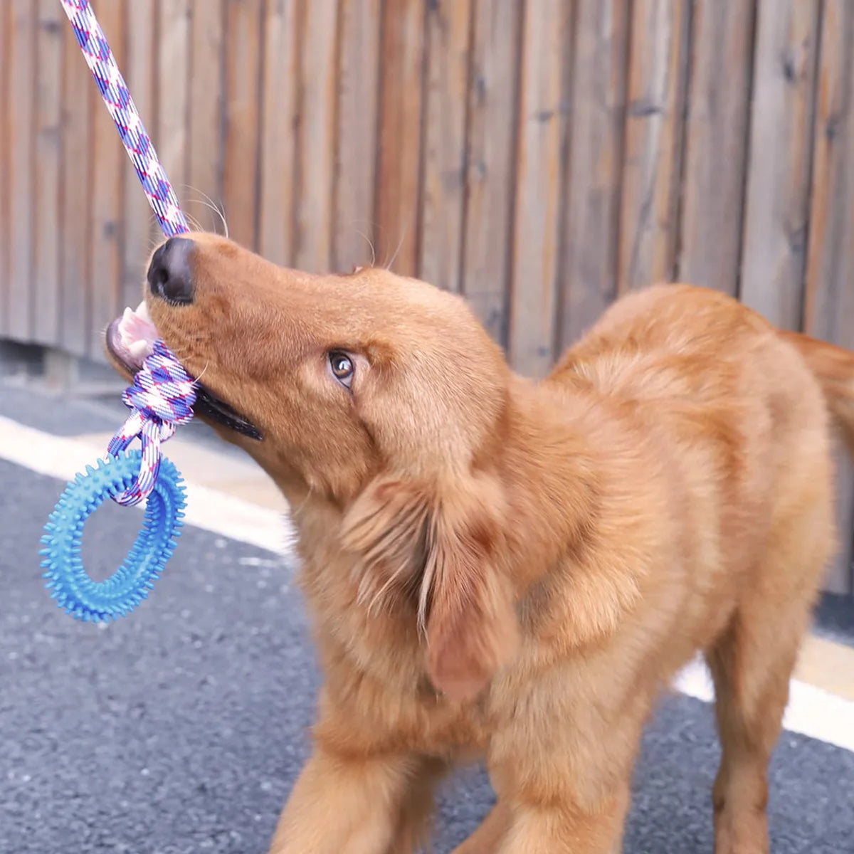 Supet Entrenamiento Interactivo Anillo de Juguete para Mascotas Anillo con Púas Limpieza de Dientes de Perro Suministros para Mascotas