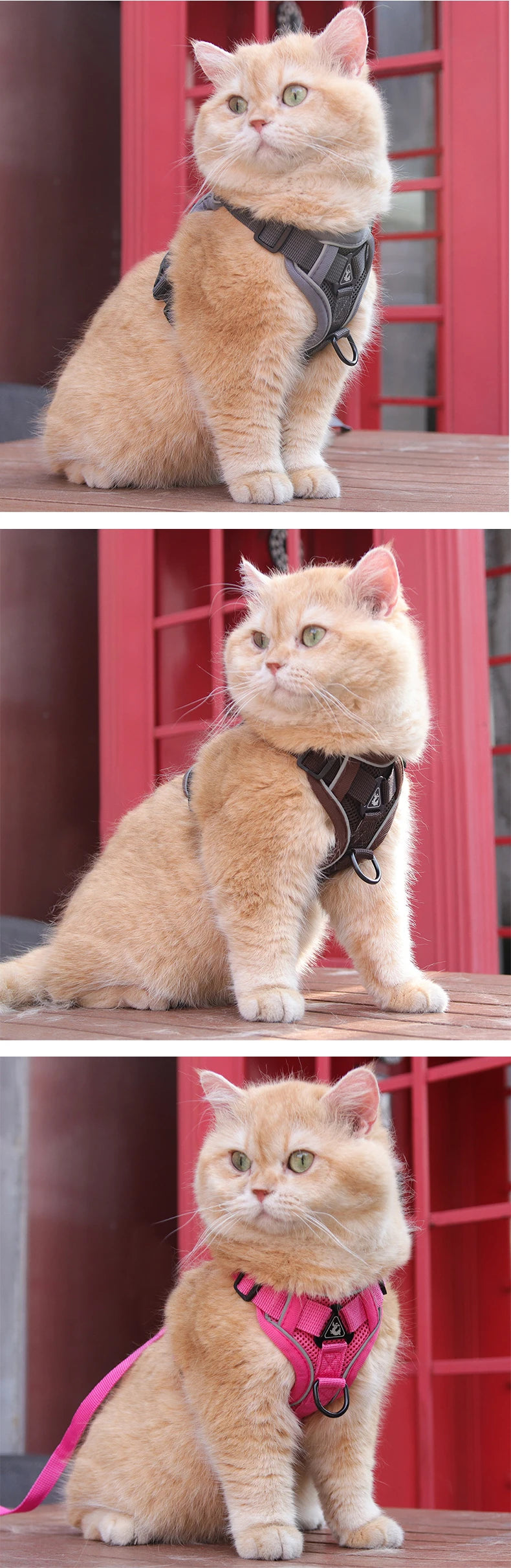 Kitten Accessories Cat Collar Collar for Cats Haulage Rope Prevent Shake Off for Walking Cats Strap Chain Adjustable Cat Walker