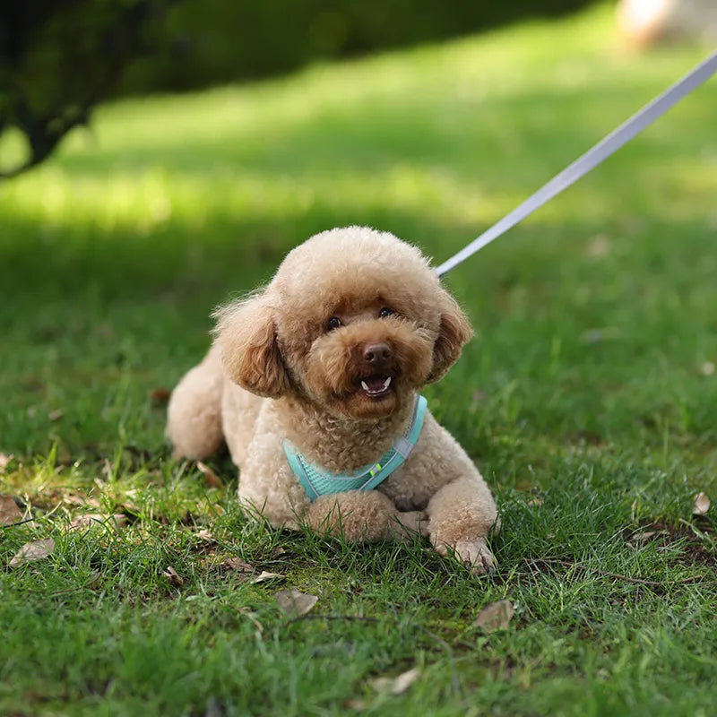 Ensemble de laisse de harnais pour chien pour petits chiens, harnais réglable pour chiot et chat, bouledogue français, Chihuahua, carlin, accessoires de marche en plein air