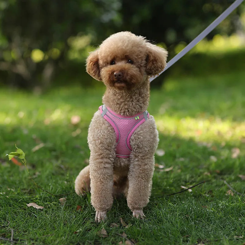 Ensemble de laisse de harnais pour chien pour petits chiens, harnais réglable pour chiot et chat, bouledogue français, Chihuahua, carlin, accessoires de marche en plein air