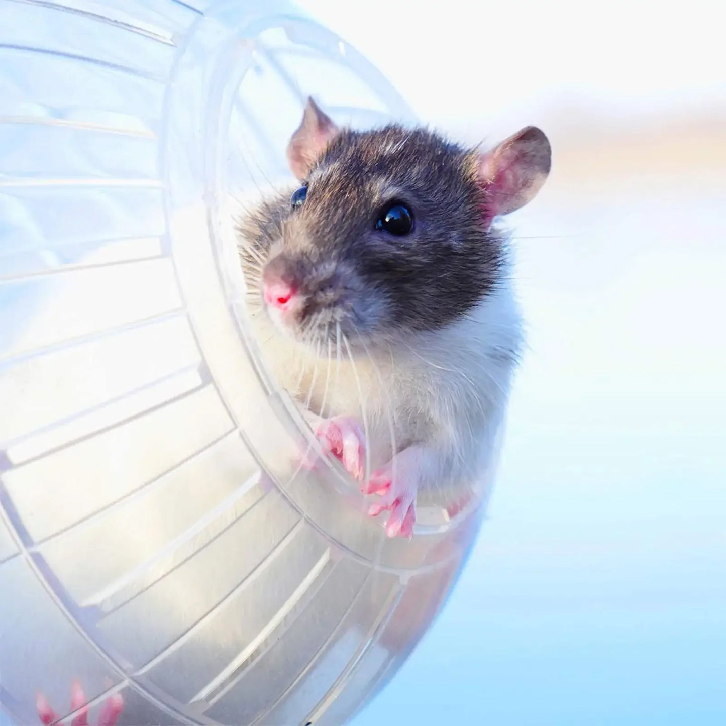 Pelota para deportes al aire libre, Grounder, rata, mascota pequeña, roedores, ratones, bolas, rata, 10cm, ejercicio, hámster, Gerbil, juguetes para correr