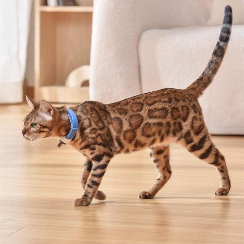 Collier laser jouet pour chat de compagnie