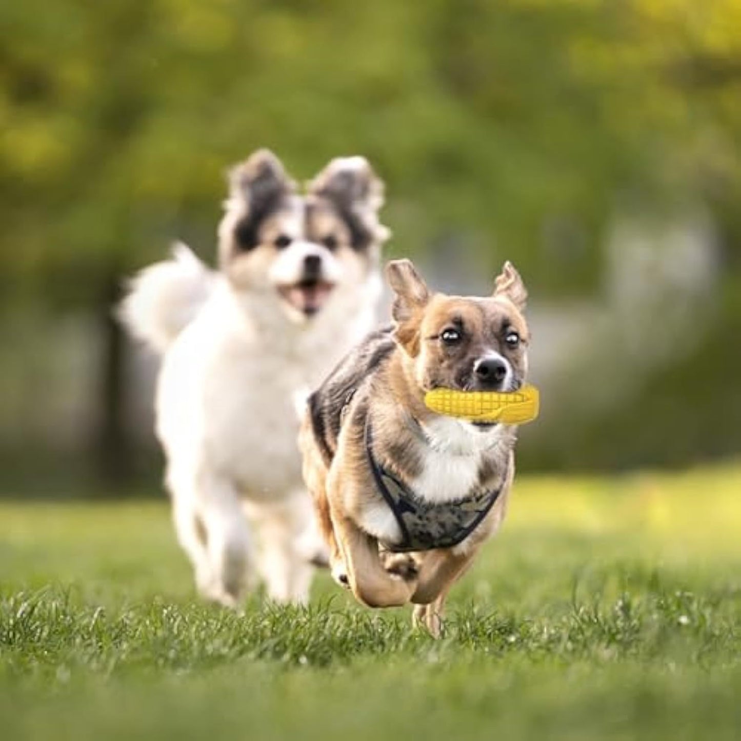 Juguetes para masticar para perros agresivos, juguetes interactivos para perros chirriantes, resistentes, indestructibles y duraderos, juguete duradero para limpiar los dientes de los perros de razas medianas y grandes, juguete con palitos de maíz