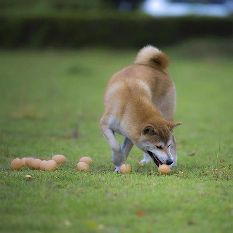 Jouets avec son pour chiens Simulation d'œuf pour animaux de compagnie Nettoyage des dents Jouets pour chiots 