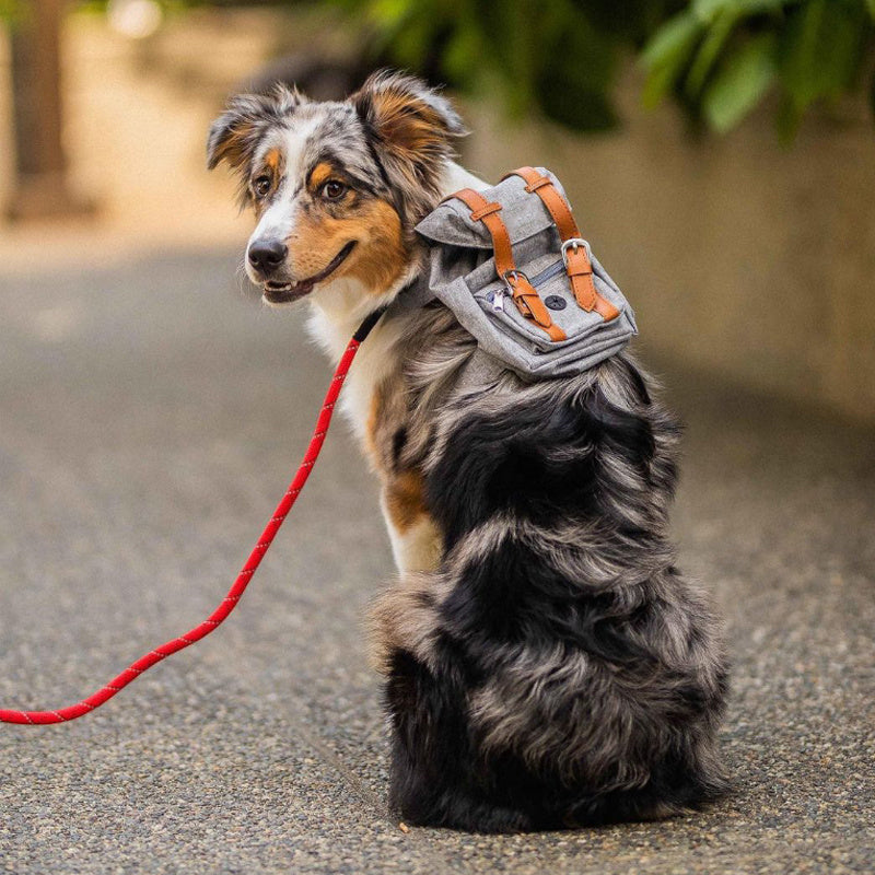 Sac à dos pour animaux de compagnie Schnauzer sac Corgi pour chien de petite et moyenne taille