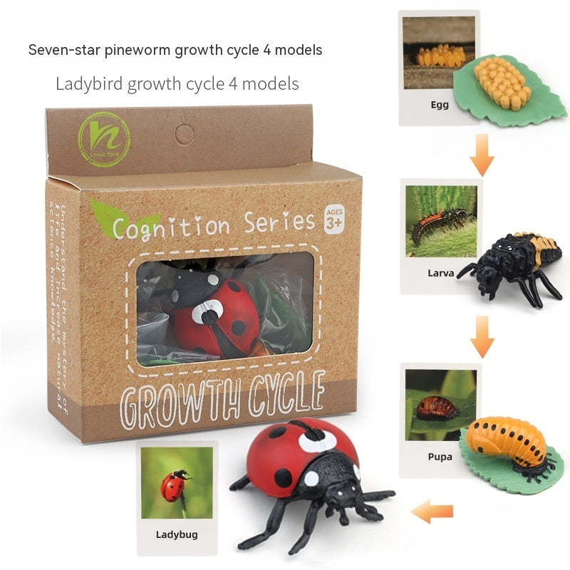 Children's Toy Animal Plant Growth Cycle