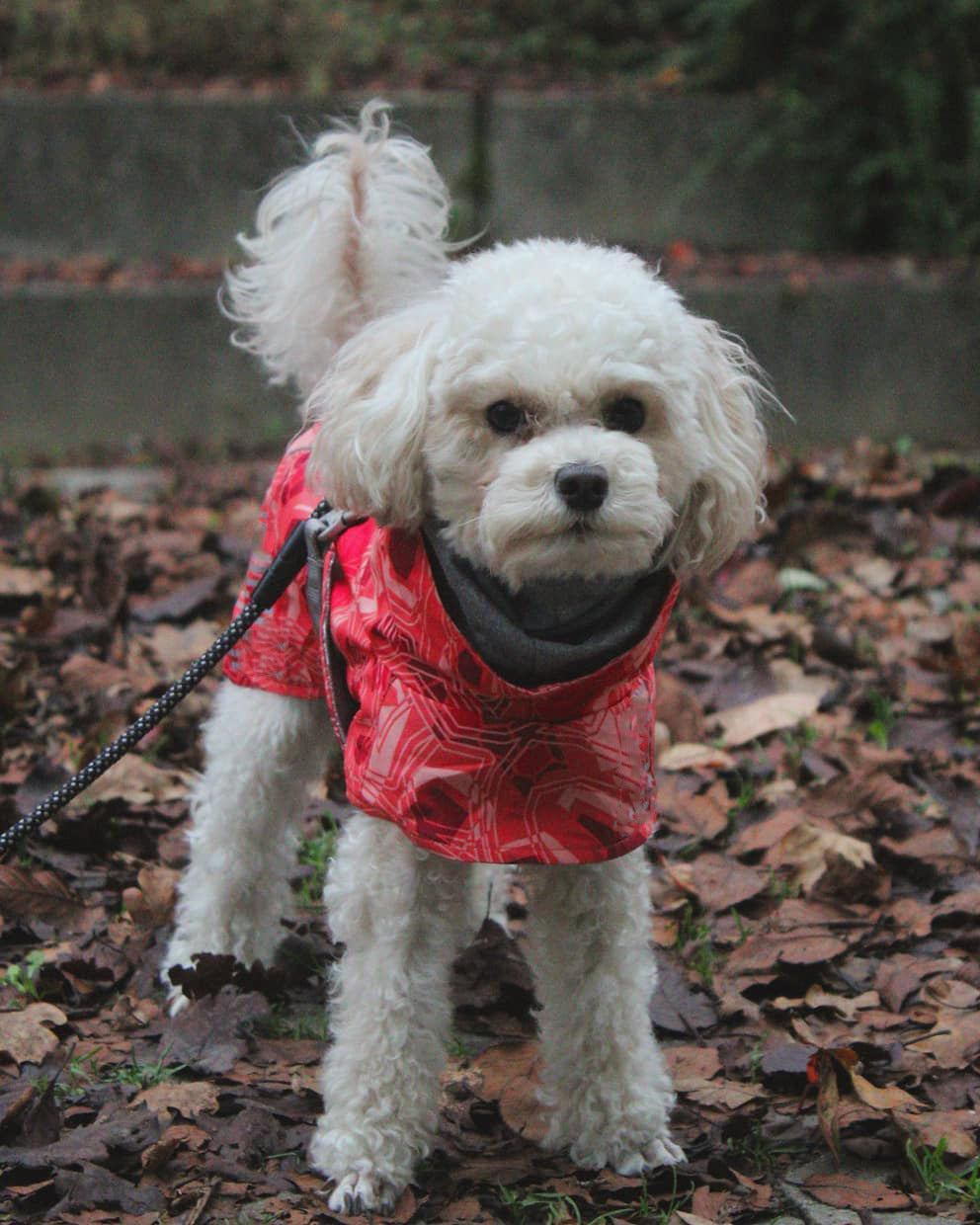 Nuevo Otoño e invierno acolchado nieve cálido impermeable Chaqueta de algodón para perros grandes