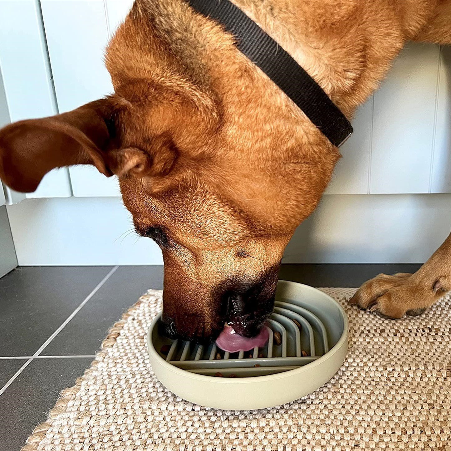 Bol d'alimentation lente simple pour chat et chien