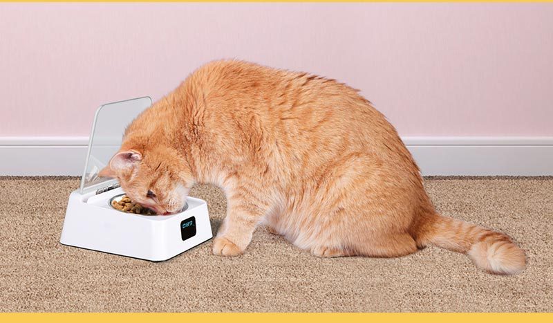 Bol pour chat et chien avec interrupteur automatique, mangeoire intelligente résistante à l'humidité