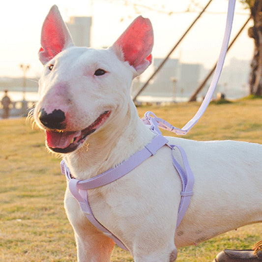 Productos para mascotas impermeables con cuello trasero y pecho de PVC de color gelatina