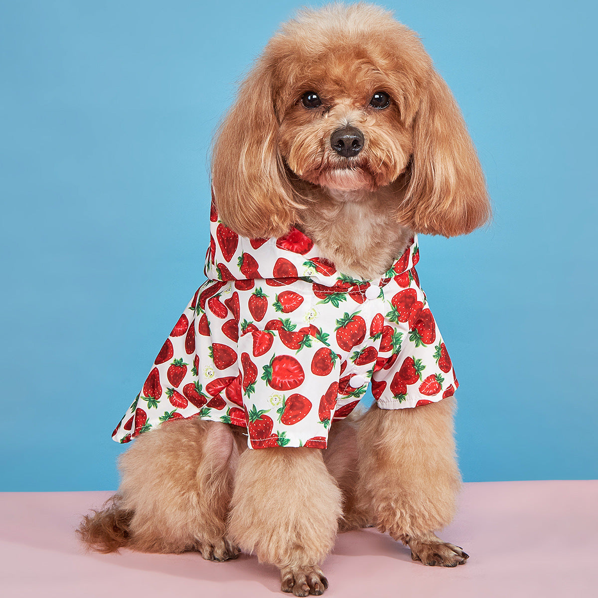 Vêtements imperméables pour chiens à motif de fraises pour le printemps et l'été