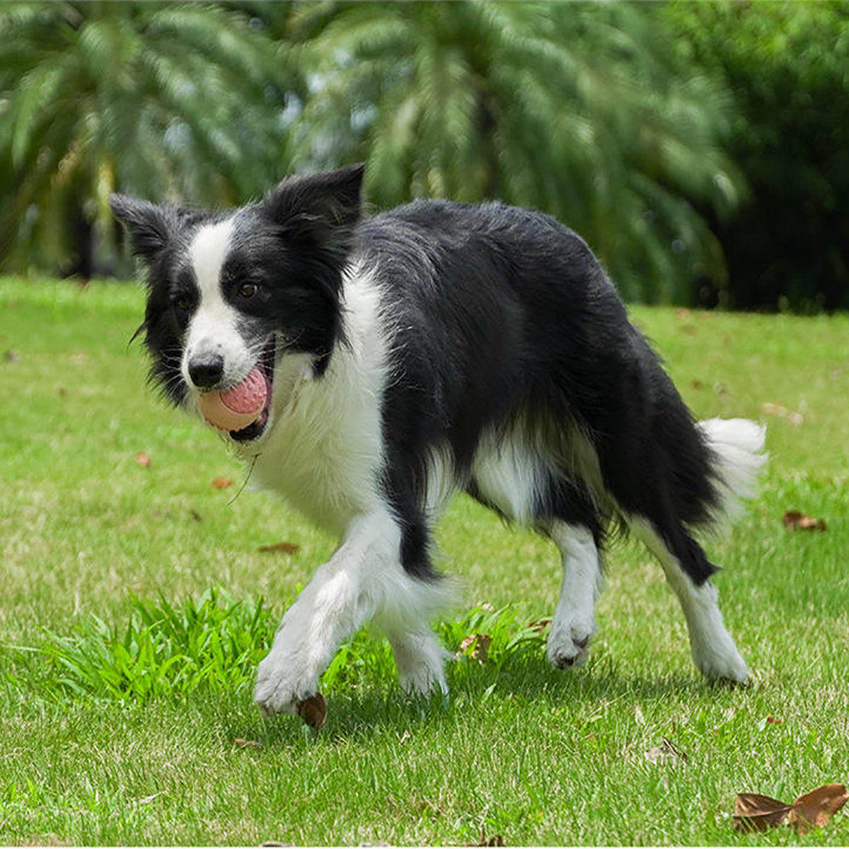 Juguete de pelota para masticar para perros, juguete duradero para masticadores agresivos, un juguete de goma natural para perros grandes y medianos que ayuda con la ansiedad por separación del perro, apto para lavavajillas