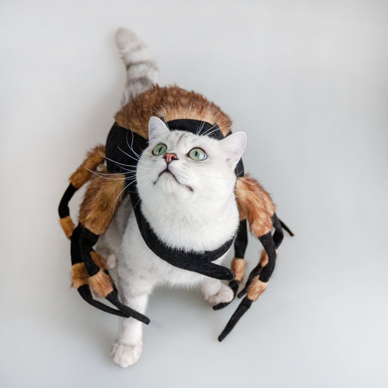 Disfraz de Halloween para mascota, gato, perro, araña, disfraz genial