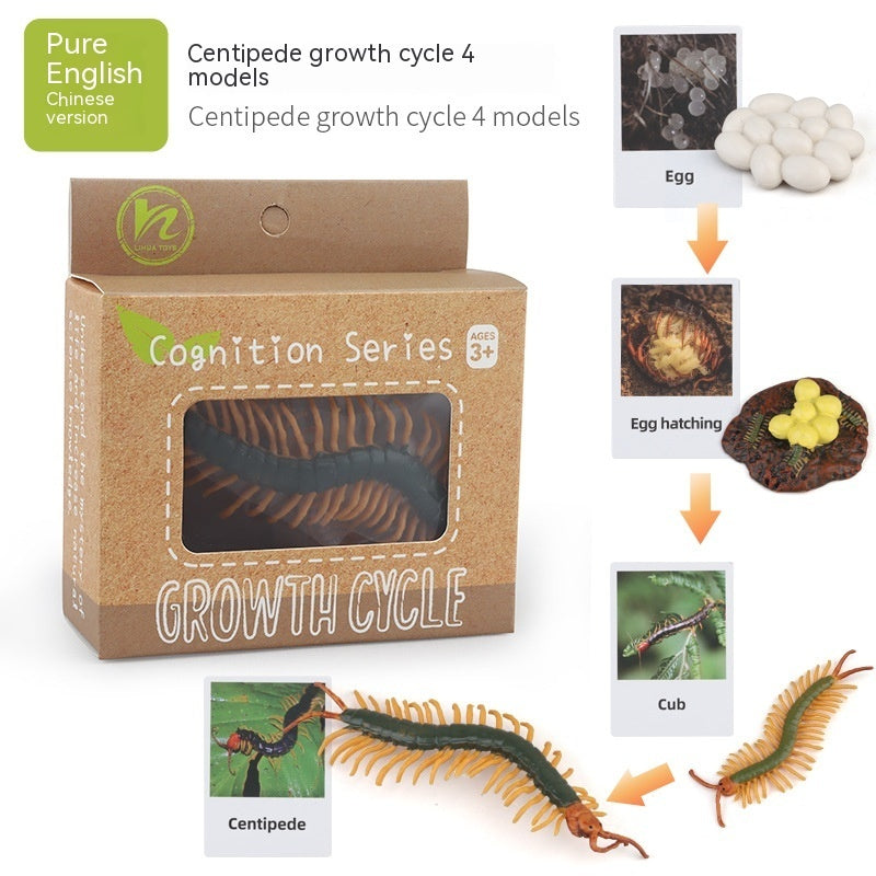 Children's Toy Animal Plant Growth Cycle