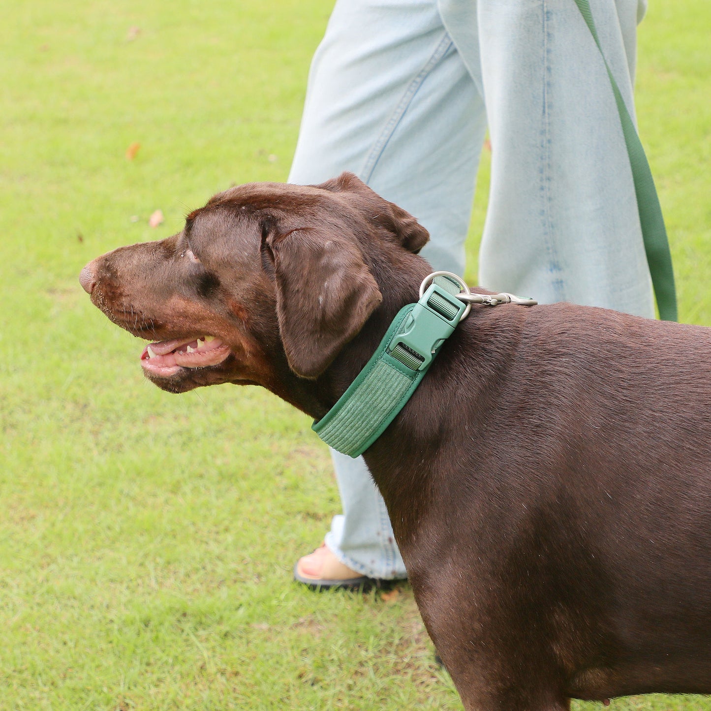 Sac à dos pour chien, poitrine et dos, costume, sac de marche pour chien