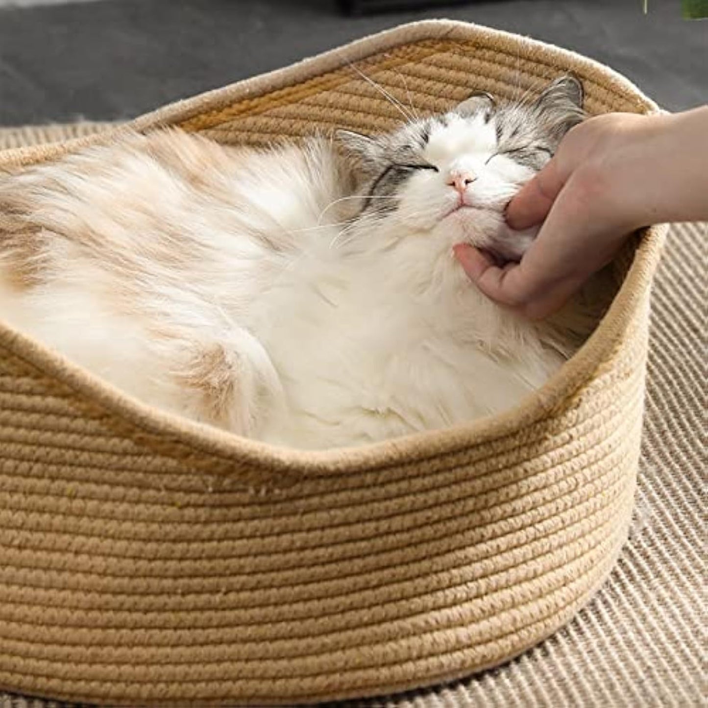 Panier en osier pour chat, planche à gratter ondulée, nid confortable pour animaux de compagnie pour chats