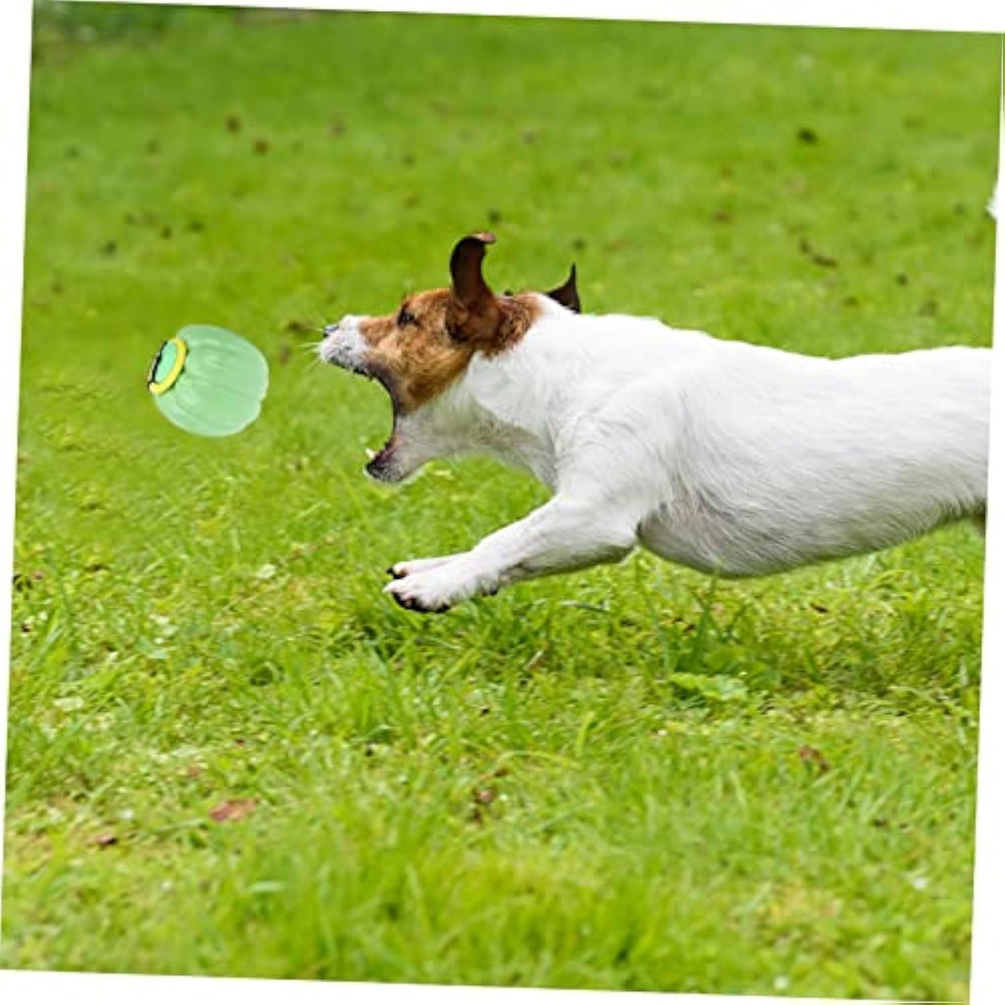 Jouet pour animaux de compagnie, petit chien, balle de dressage pour chien, jouet molaire pour chien, jouet de dentition en forme de citrouille pour chiots, jouets à mâcher pour chiots, jouet à mâcher pour chien d'Halloween, balle en plastique pour chien