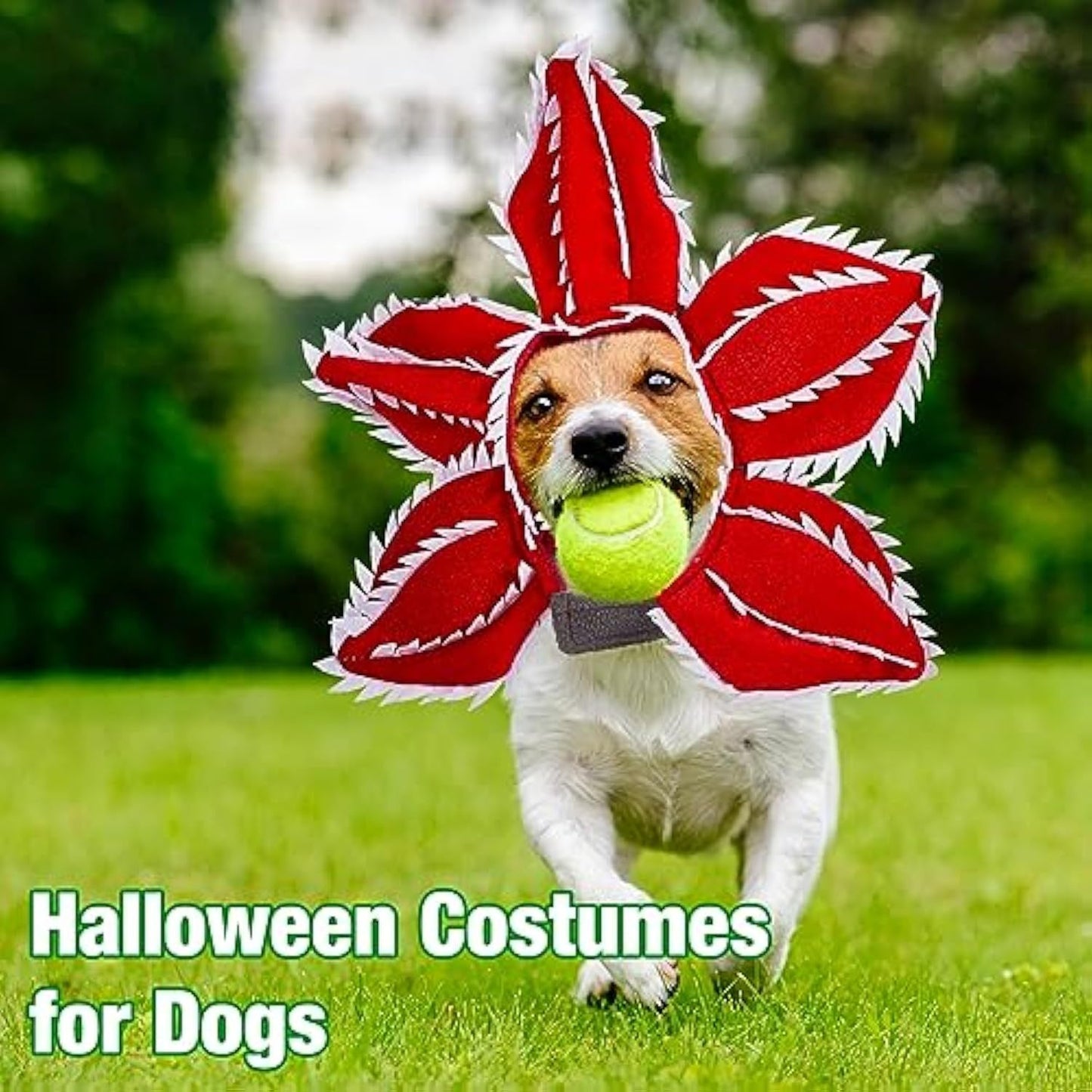 Disfraz de demonio para Halloween para perro, sombrero de demonio para mascota, diadema aterradora, trajes de cosplay de flores, tocado divertido, ropa extraña para perro mediano