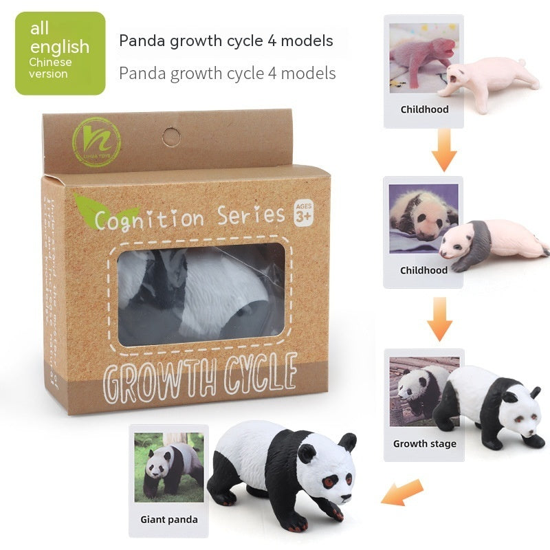 Children's Toy Animal Plant Growth Cycle