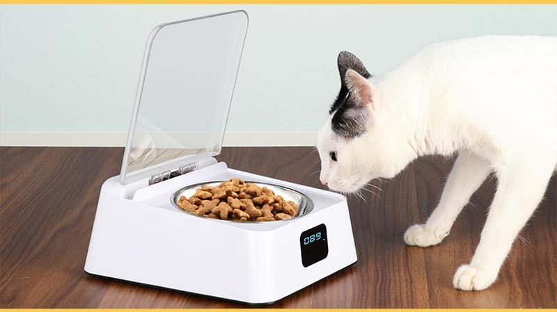 Bol pour chat et chien avec interrupteur automatique, mangeoire intelligente résistante à l'humidité