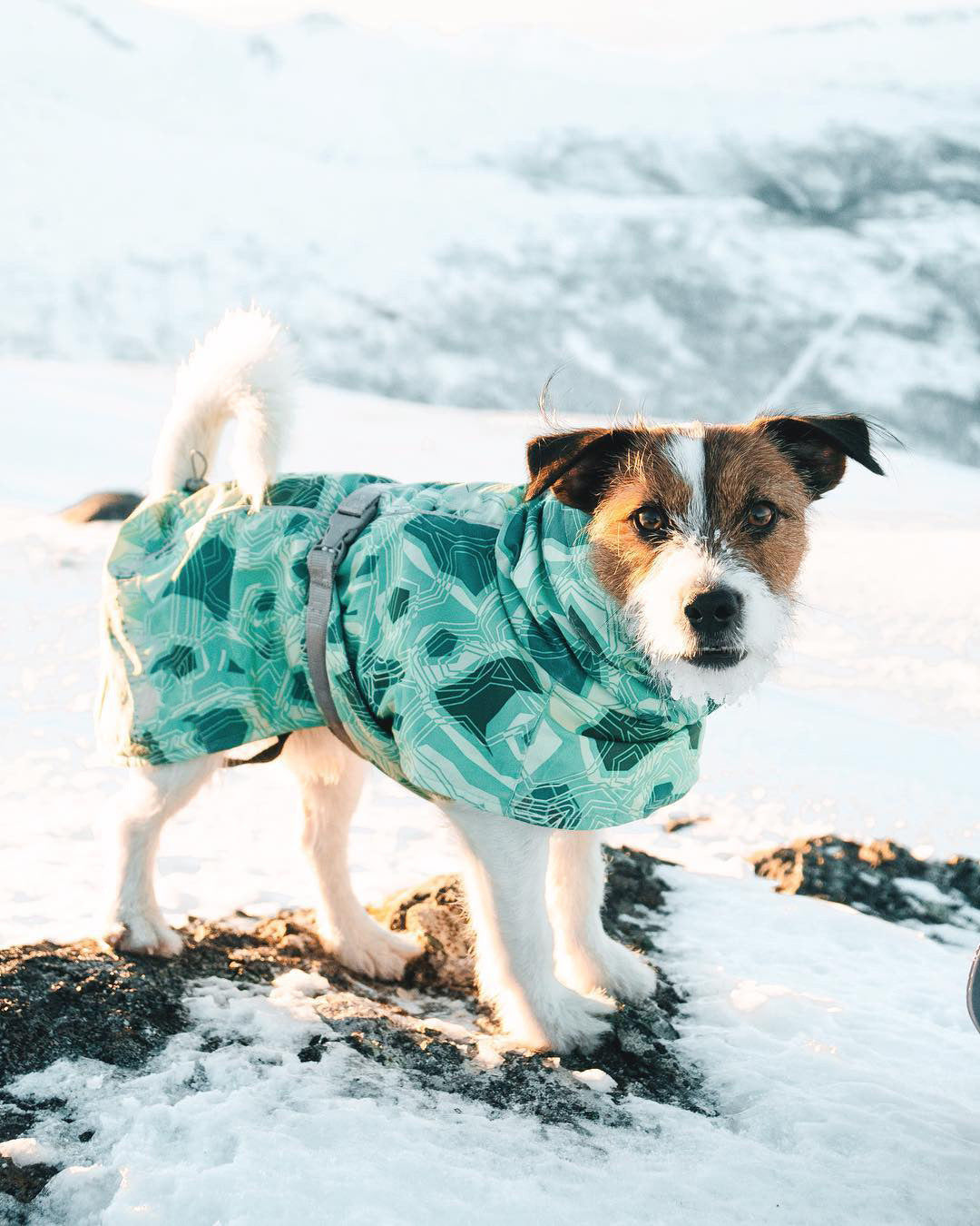 Nuevo Otoño e invierno acolchado nieve cálido impermeable Chaqueta de algodón para perros grandes