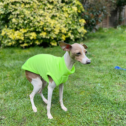 Verano Whippets transpirable anti mosquitos ropa para mascotas chaleco