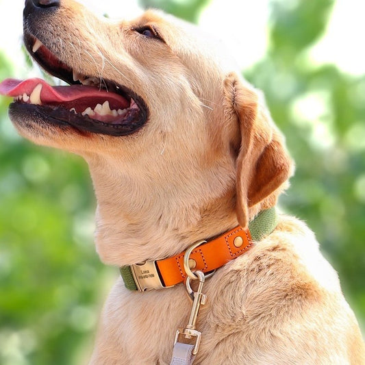 Cuerda de tracción para collar de cuello de perro pequeño