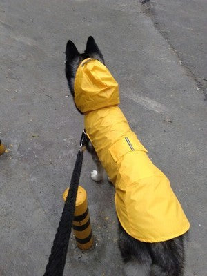 Chubasquero impermeable para cachorros con capucha a prueba de viento para mascotas