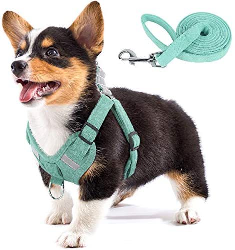 Sangle pour chien en velours, corde réfléchissante et respirante pour chien, animal de compagnie