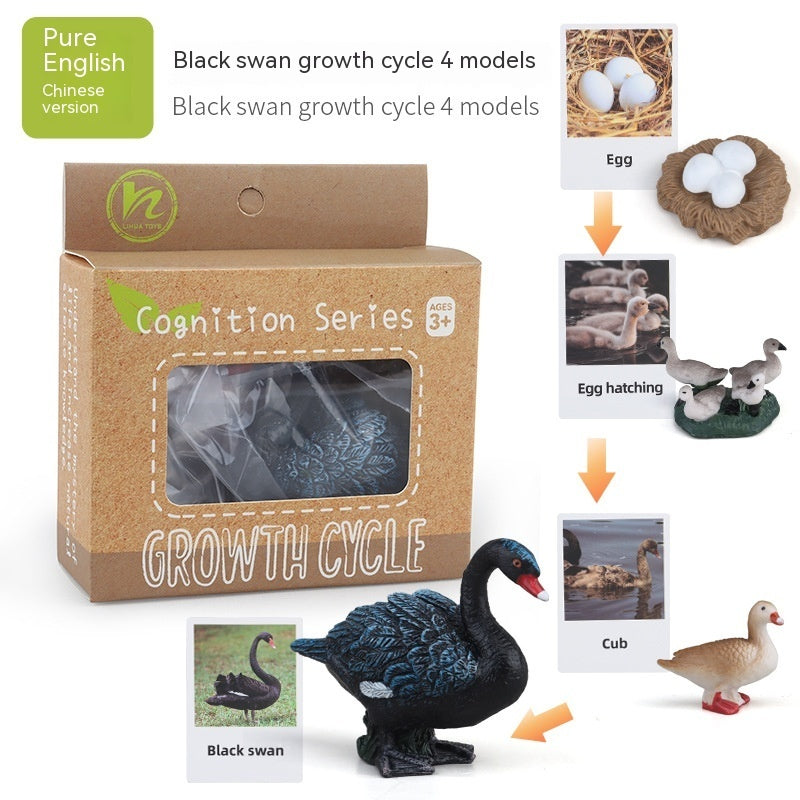 Children's Toy Animal Plant Growth Cycle