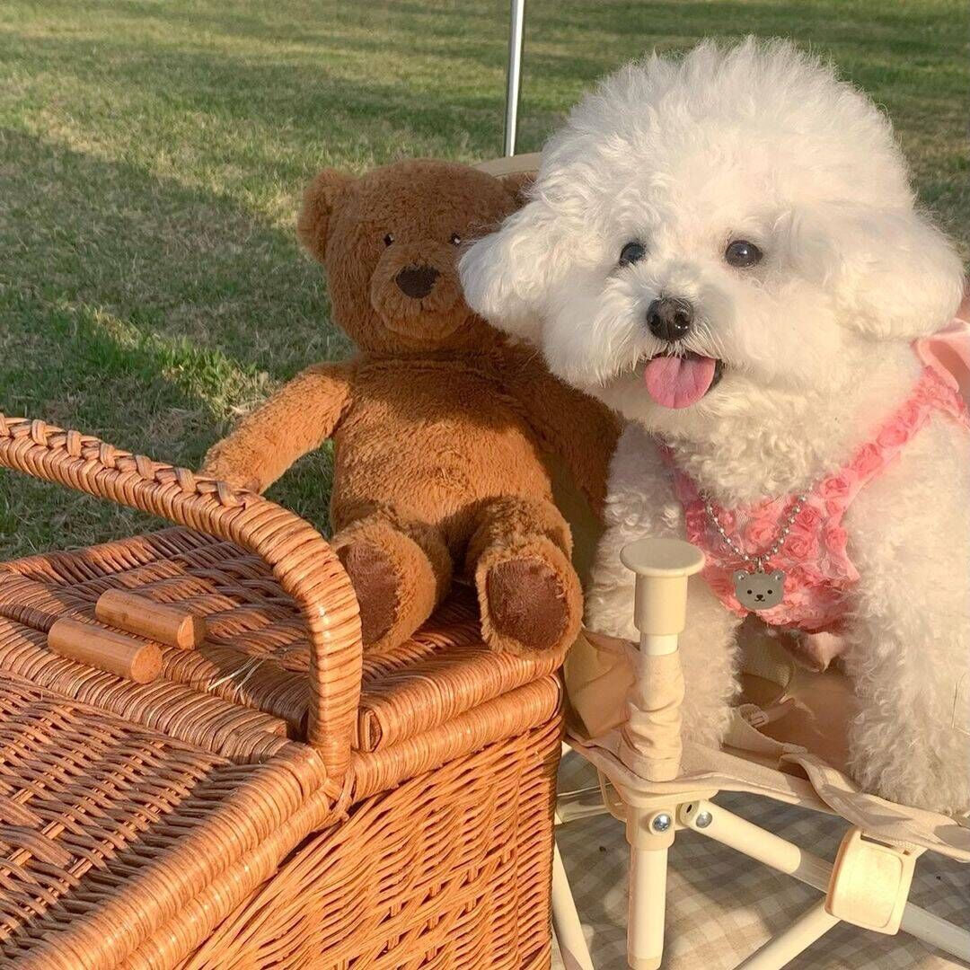 Vestido para mascotas de moda de primavera y verano.